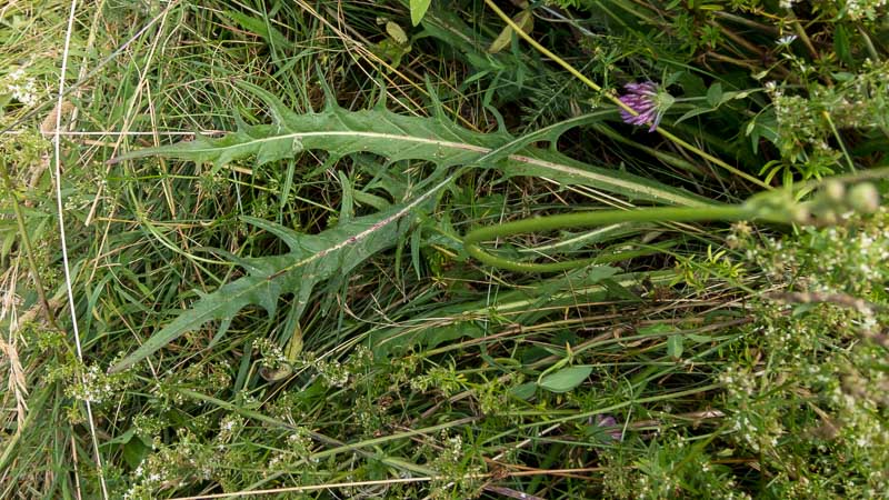 Scorzoneroides autumnalis / Dente di leone ramoso